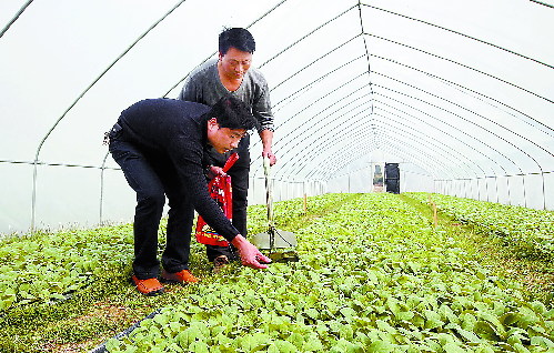 烟苗种植技术,烟苗种植技术要点