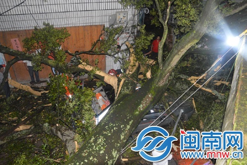 龙岩连城县新泉镇大树轰然倒下 压向行驶小车
