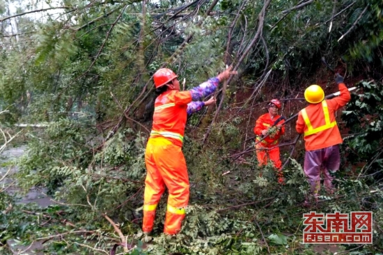 长泰境内17公里近8000棵路树全部倒伏