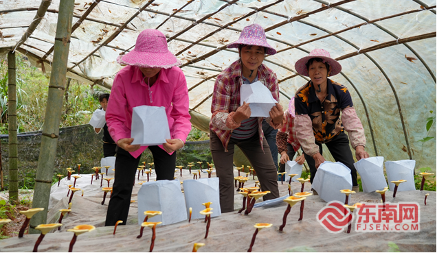 龙岩永定：深耕林下“灵”经济铺就乡村振兴共富路(图4)