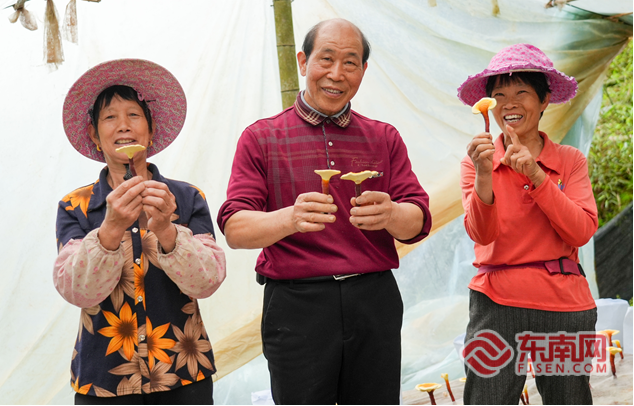 龙岩永定：深耕林下“灵”经济铺就乡村振兴共富路(图1)