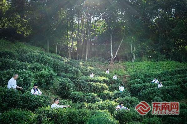 上杭下都：一片“小茶叶” 激活乡村振兴新动能